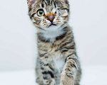 Кошки в Солнечногорске: Котенок ,2 мес в добрые руки Мальчик, Бесплатно - фото 8
