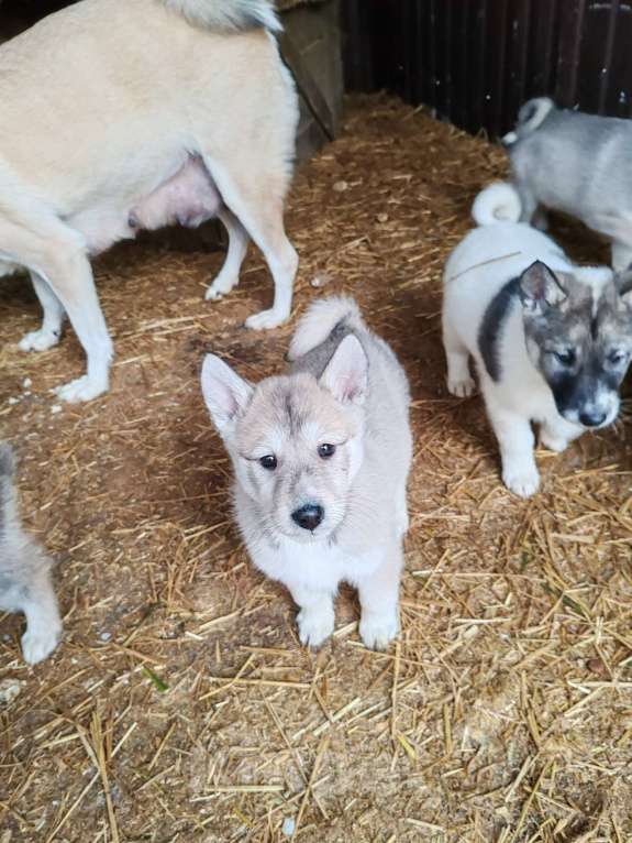 Собаки в Курске: Лапочки-малыши ЗСЛ Девочка, 30 000 руб. - фото 2
