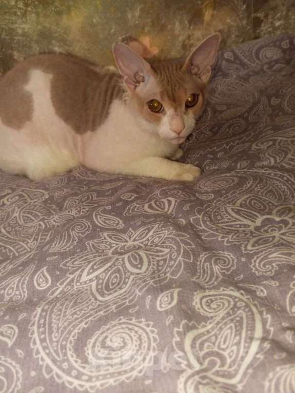 Кошки в Москве: Продать котенка-подростка Мальчик, 15 000 руб. - фото 2