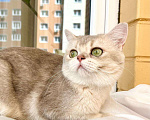 Кошки в Москве: Юная британская кошка Плюша в добрые руки Девочка, Бесплатно - фото 3