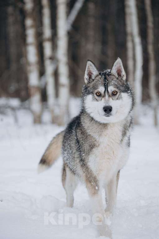 Собаки в Москве: Активная девчонка в поисках дома! Девочка, Бесплатно - фото 7
