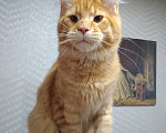 Кошки в Екатеринбурге: Котенок (Кот) Мейн-кун Мальчик, 25 000 руб. - фото 1