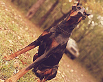 Собаки в Хабаровске: Вязка , 1 руб. - фото 10