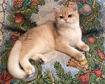Кошки в Касимове: Британец., 100 руб. - фото 1