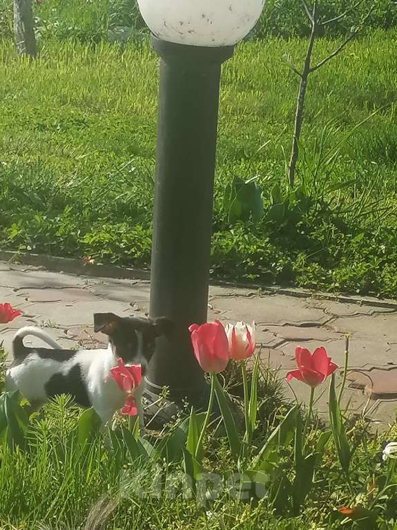 Собаки в Краснодаре: Метис девочка мини русский той и американский мини той терьер.  Девочка, 10 000 руб. - фото 3