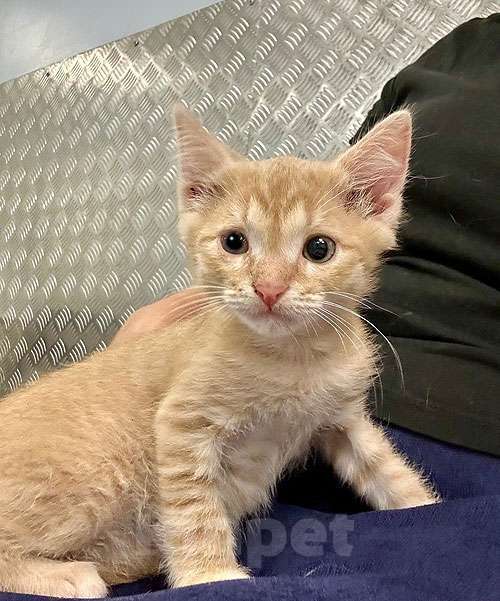 Кошки в Москве: Котенку Левушке, который не хочет сходить с рук, нужен дом Мальчик, 10 руб. - фото 4