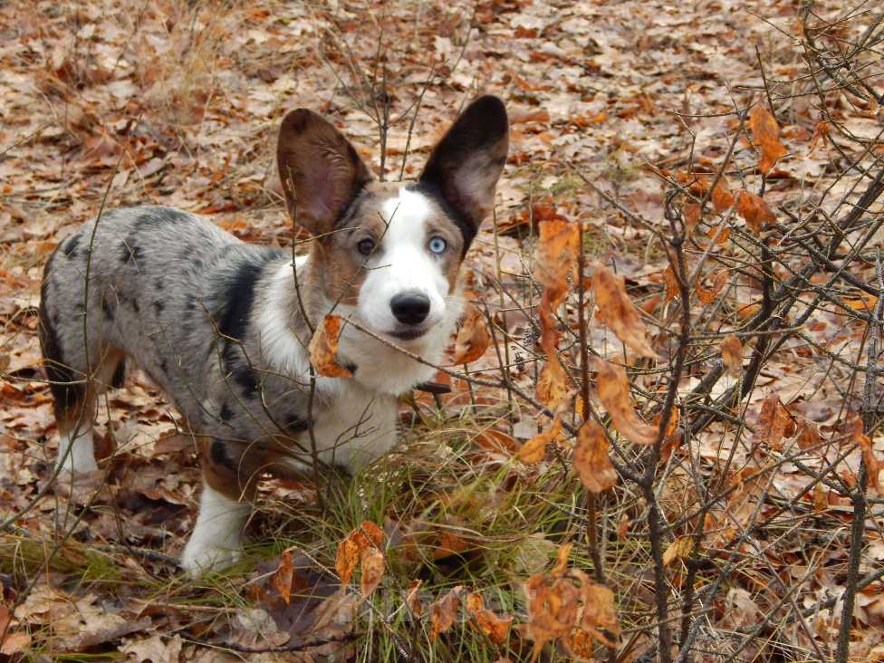 Собаки в Саратове: Красотки мерль и триколор с тигровыми отметинами Девочка, 40 000 руб. - фото 3