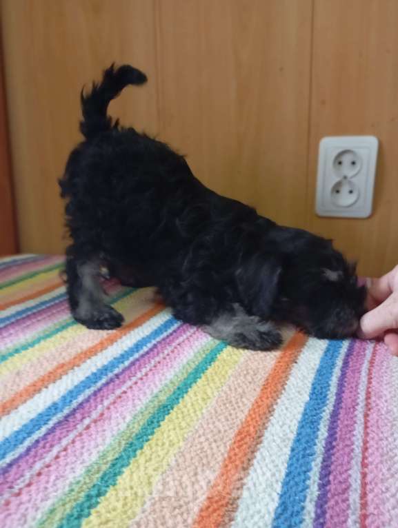 Собаки в Сарапуле: Щенок цвергшнауцера окрас чёрный с серебром двух месячного возраста.  Девочка, 50 000 руб. - фото 4