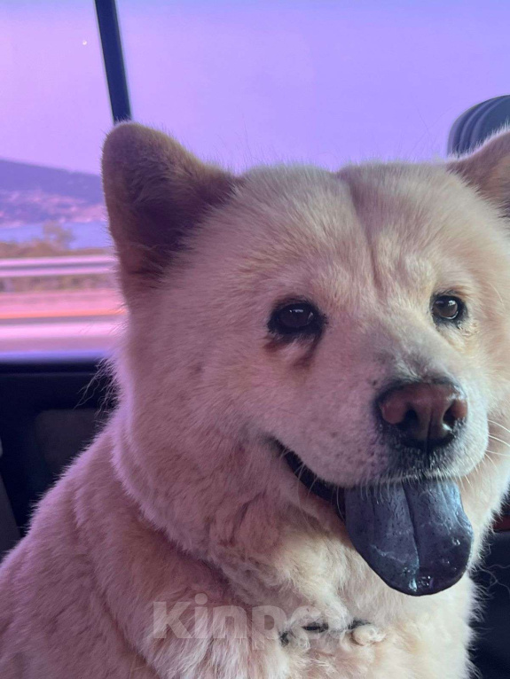 Собаки в Аксае: Волонтерская собака Мишель Чау-чау Девочка, 20 000 руб. - фото 5