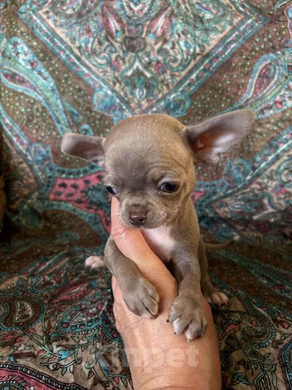 Собаки в Люберцах: Чихуахуа лиловый Мальчик, 67 000 руб. - фото 4
