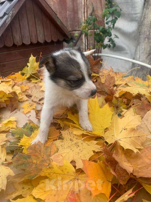 Собаки в Москве: Щенок 1,5 девочка Мия в добрые руки  Девочка, Бесплатно - фото 3