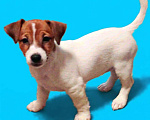 Собаки в других городах Московской области: Джек Рассел терьер,щенок Девочка, 50 000 руб. - фото 1