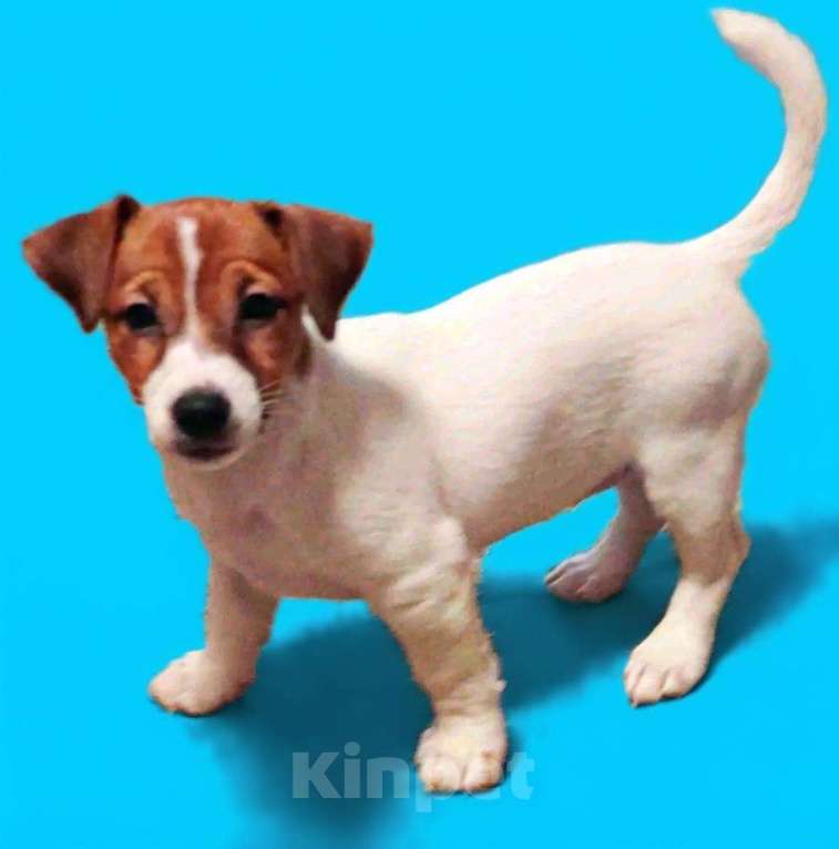 Собаки в других городах Московской области: Джек Рассел терьер,щенок Девочка, 50 000 руб. - фото 1