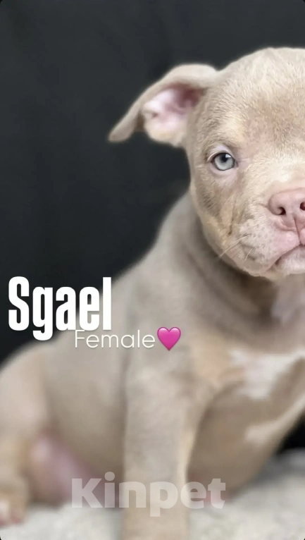 Собаки в Ростове-на-Дону: Американский булли щенки  Мальчик, 120 000 руб. - фото 5