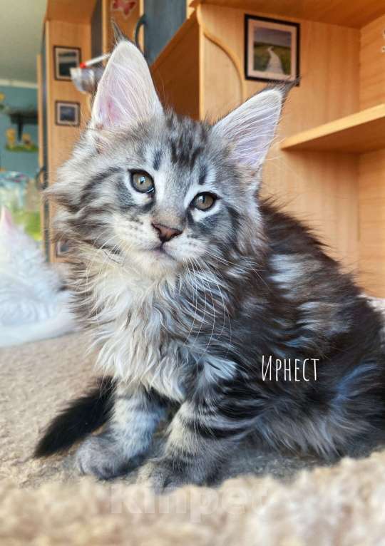 Кошки в Екатеринбурге: Мальчик породы мейн-кун Мальчик, 40 000 руб. - фото 1