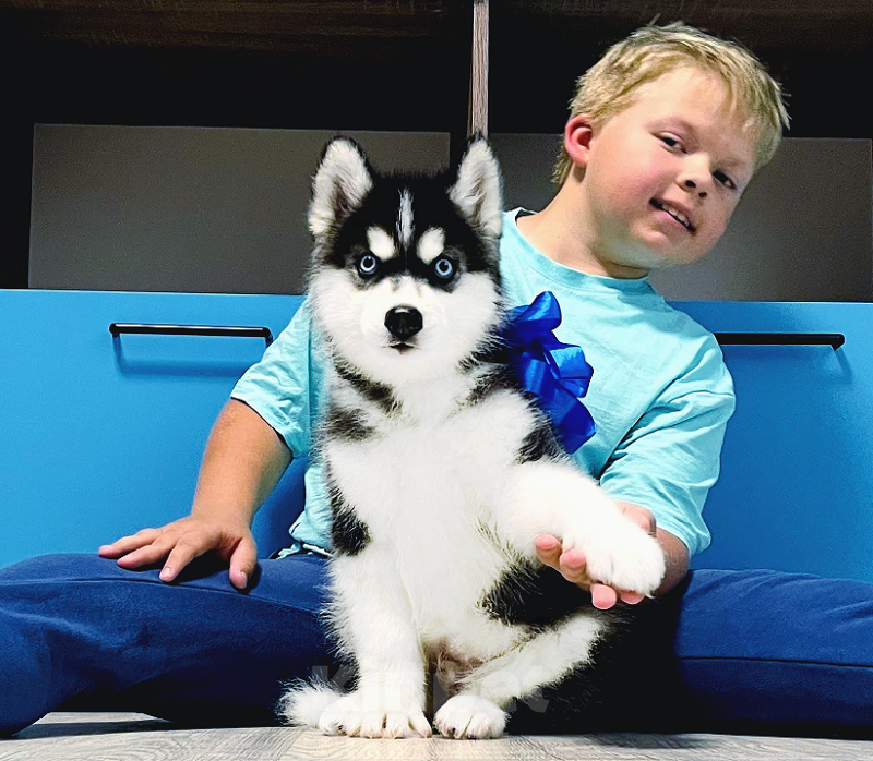 Собаки в Коломне: Хаски Щенки Разных окрасов Разнополые, Бесплатно - фото 1