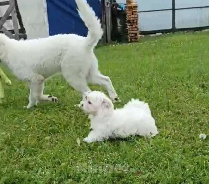 Собаки в Ковровом: Мальтезе РКФ Мальчик, 35 000 руб. - фото 10