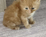 Кошки в Краснодаре: Отдам в добрые руки очаровательных рыжих котят! Девочка, Бесплатно - фото 5