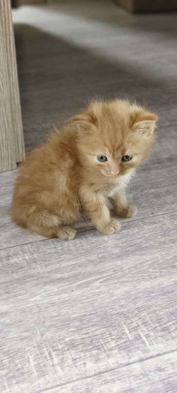 Кошки в Краснодаре: Отдам в добрые руки очаровательных рыжих котят! Девочка, Бесплатно - фото 4