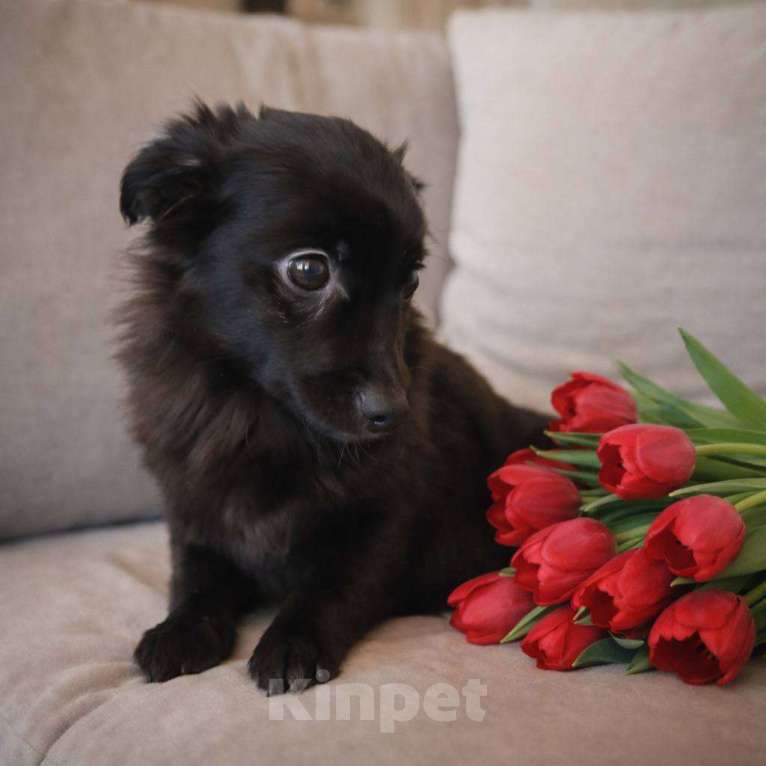 Собаки в Москве: в добрые руки небольшая собака Мальчик, Бесплатно - фото 5