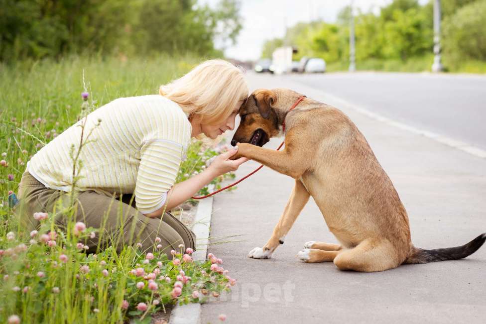 Собаки в Москве: Лакоста, небольшая молодая общительная ласковая девочка Девочка, Бесплатно - фото 4