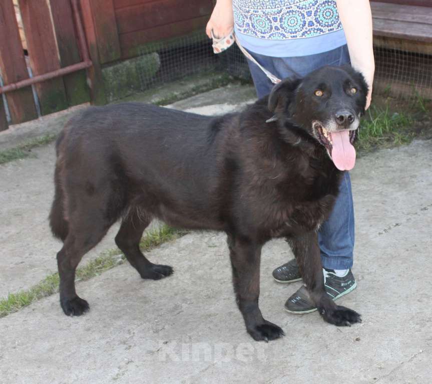 Собаки в Москве: Верный Черныш всю жизнь не перестает ждать свою семью! Мальчик, Бесплатно - фото 3