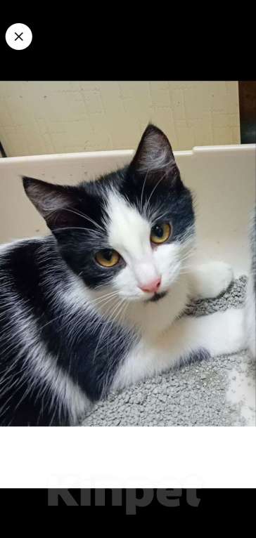 Кошки в Самаре: Прекрасный кошачий мальчишка Мальчик, Бесплатно - фото 1