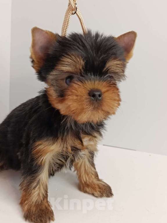 Собаки в других городах Московской области: Леон Мальчик, 55 000 руб. - фото 4