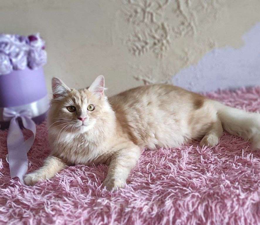 Кошки в Новосибирске: ♂️ Jinger Мальчик, 50 000 руб. - фото 9