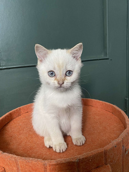 Шотландский котенок