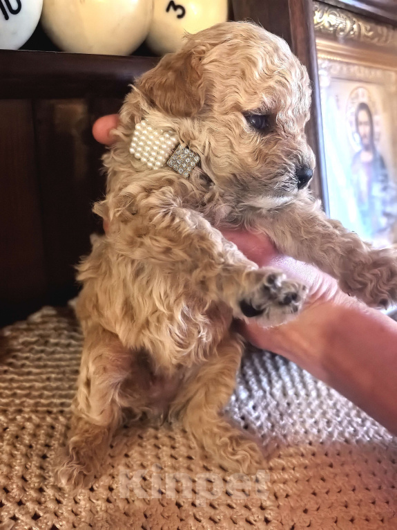 Собаки в Чехове: Продаем Мальтипу f1b Девочка, 80 000 руб. - фото 4