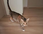 Кошки в Мурином: Кошечка в добрые руки Девочка, Бесплатно - фото 3