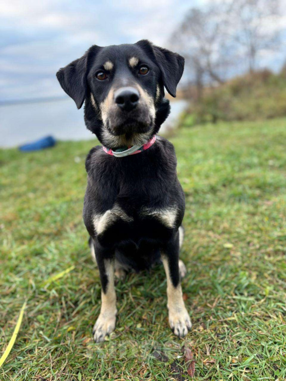 Собаки в Москве: Чудесная Ласточка в поиске дома. Девочка, Бесплатно - фото 3