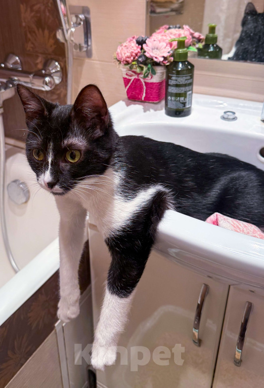 Кошки в Москве: Ватсон Обнимашкин ищет подходящего человека для совместных обниманий Мальчик, Бесплатно - фото 3