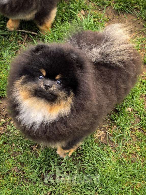 Собаки в Москве: Черно  подпалый медведь 🐻  Мальчик, 180 000 руб. - фото 3