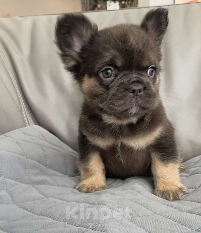 Собаки в Санкт-Петербурге: Длинношерстный фр. Бульдог Мальчик, 60 000 руб. - фото 1