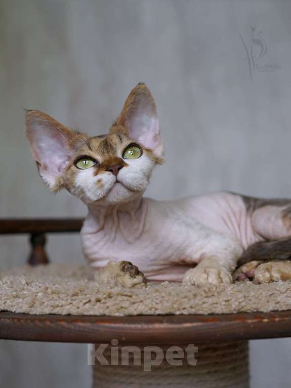 Кошки в Москве: Девон-рекс элитная девочка Девочка, 70 000 руб. - фото 3