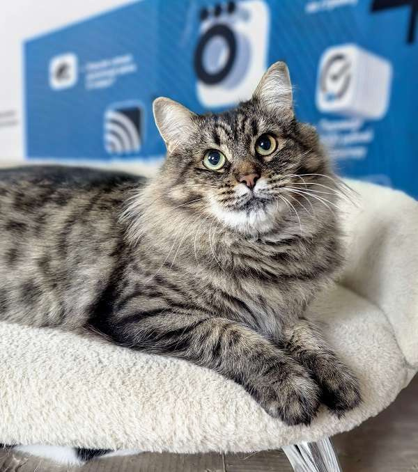 Кошки в Москве: Ласковая кошечка Анфиса ищет семью Девочка, Бесплатно - фото 7