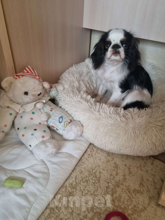 Собаки в Кемерово: Срочно! Продаеться щенок кинг-чарльз-спаниель 6 месяцев Девочка, 30 000 руб. - фото 4