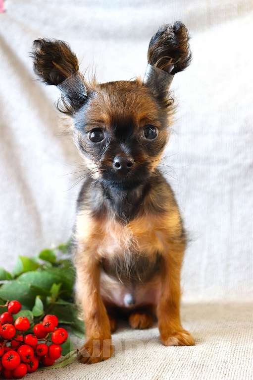 Собаки в Санкт-Петербурге: Миниатюрный кобель Мальчик, 50 000 руб. - фото 2