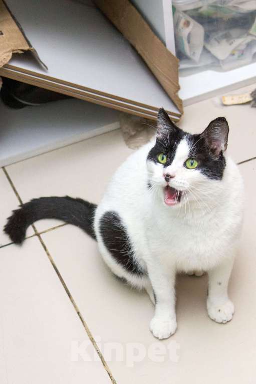 Кошки в Москве: Это Снежок. Кот, который только учится общаться с человеком. Мальчик, Бесплатно - фото 3