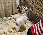 Собаки в Приморско-Ахтарске: Мальчик папийон Мальчик, 20 000 руб. - фото 5