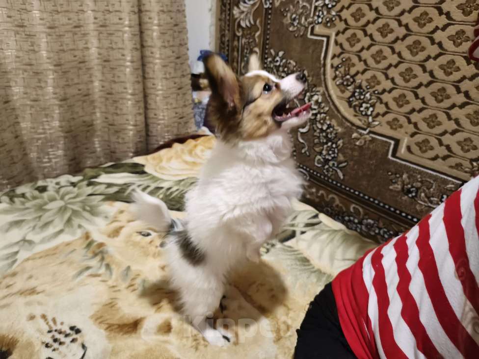 Собаки в Приморско-Ахтарске: Мальчик папийон Мальчик, 20 000 руб. - фото 5