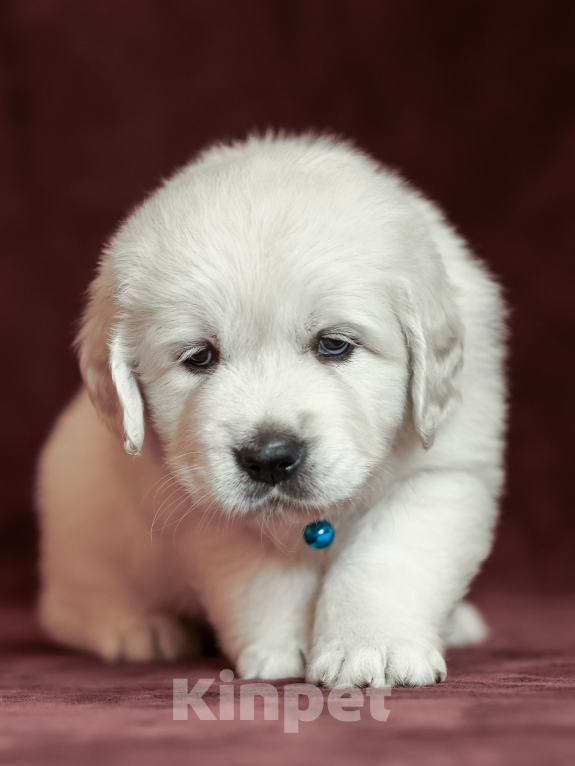 Собаки в других городах Московской области: Лексус Мальчик, 100 000 руб. - фото 4