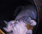 Кошки в Кингисеппе: Кошечка, 10 руб. - фото 2