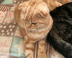 Кошки в Острогожске: РАСПРОДАЖА.Котята Шотландцы вислоухие, 4 000 руб. - фото 2