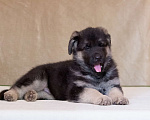 Собаки в Орле: Продам щенков восточноевропейской овчарки , 1 руб. - фото 2