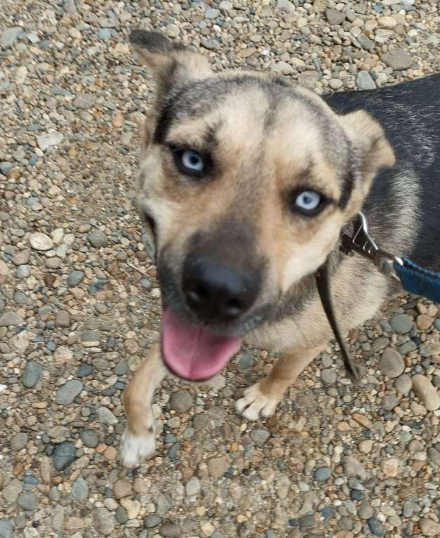 Собаки в Москве: Лу, метис хаски Мальчик, Бесплатно - фото 2