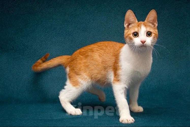 Кошки в Москве: Персиковое чудо Китти, милый, нежный котенок в добрые руки Девочка, 10 руб. - фото 5