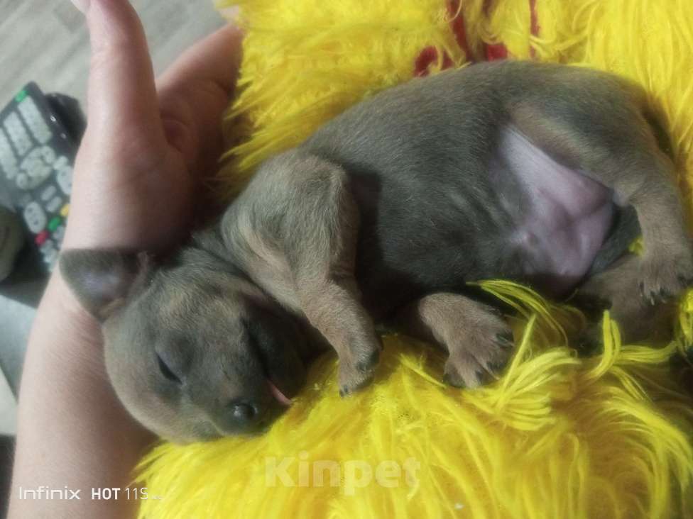 Собаки в Фролово: Девочка тойчик Девочка, 8 000 руб. - фото 4